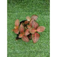 ราคา ต้นพรมออสเตรเลียแดง" Mini Red" [ Fittonia "MIni Red " ]ไม้ในกระถาง3" (25889419642)