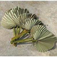 ราคา ใบตาลแห้ง ใบตาลธรรมชาติ คละไซต์ ตกแต่งคาเฟ่ (25526877536)