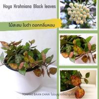 ราคา Hoya Krohniana black โฮย่าสะสม ใบสีดำ ดอกมีกลิ่นหอม ไม้แขวนประดับ (21608601915)