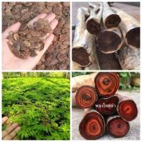 ราคา 30 เมล็ด เมล็ดพันธุ์ พะยูงไหหลำ แบบแกะเมล็ด พร้อมปลูก หวงฮัวหลี Hainan Huanghuali (9921424050)