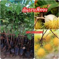 ราคา ต้น​เงาะ​สี​ทอง​ ติดตาขนาด​ 60-80​ ซม. (3793272029)