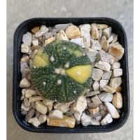 ราคา แอสโตรด่าง (แอสโตรไฟตัม ด่างเหลือง) (5242519097)