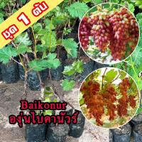 ราคา 1 ต้นองุ่น Baikonur ต้นพันธุ์องุ่นไบคานัวร์เสียบยอดยอดสูง 40-60 ซม. ต้นองุ่น Baikonur ต้นองุ่นเสียยอด (56701834765)