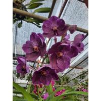 ราคา แวนด้า กล้วยไม้ สีม่วง ส่งพร้อมกระถางแขวน3นิ้ว ฟอร์ม ติดดอกแล้ว ดอกใหญ่ ฟอร์มสวย (14661328468)