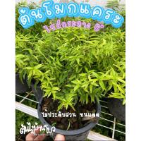 ราคา ต้นโมกแคระ ไม้มงคล ดอกขาว พร้อมส่ง ไซส์กระถาง 6” (18967731179)