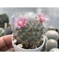 ราคา Mammillaria bocasana แมมขนแมว (11244736601)
