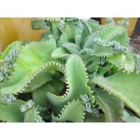 ราคา ต้นพันธุ์ เศรษฐีพันล้าน ถุงดำพร้อมปลูก 29บาท ต้น เศรษฐีพันล้าน ถ้าปลูกไว้จะร่ำรวย ทำมาค้าขึ้น (57652923683)