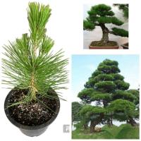 ราคา สนดำญี่ปุ่น (Japanese black pine)三河黑松กระถาง8” 20-30cm (28868620297)