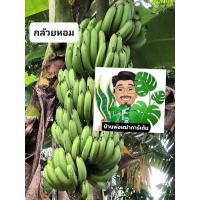 ราคา กล้วยหอมทอง กล้วยเล็บมือนาง กล้วยไข่ หน่อกล้วย (11741163432)