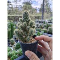 ราคา แมมเม็ดพริกหนามเหลือง แมมมิลลาเรีย(Mammillaria) กระบองเพชร แคคตัส cactus (6676764861)