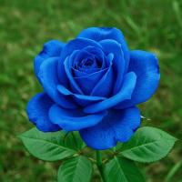 ราคา 30 เมล็ด กุหลาบสีน้ำเงิน Damask Rose Seeds ดอกใหญ่ (10718623069)