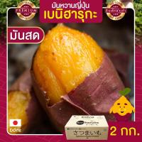 ราคา มันหวานญี่ปุ่น 2kg นำเข้าจากญี่ปุ่นแท้ 100% เบนิฮารุกะ ปลูกที่ญี่ปุ่น หวาน ฉ่ำ สดใหม่ทุกสัปดาห์ (5776324025)