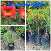 ราคา ต้นทองอุไร ดอกสีส้มสีสันสวยงาม ติดดอก ตลอดทั้งปี ขนาดต้น40-50ซม. (16399670171)