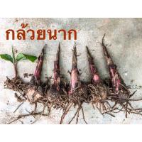 ราคา กล้วยนาก หน่อกล้วยนากสีแดง หน่อกล้วยโบราณ พร้อมส่ง (11361733604)