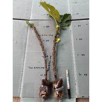 ราคา กิ่งตอน มะเดื่อฝรั่ง Fig พันธุ์ Teirvy (28055274389)