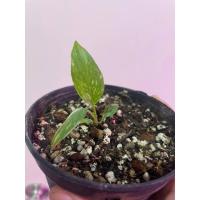 ราคา เสน่ห์จันทร์ประกายดาว เสน่ห์จันทร์ จันทร์ประกายดาว (13035677050)