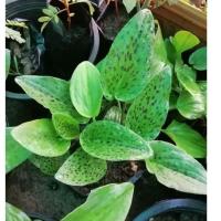 ราคา ว่านมหารวย​ ว่านรวยล้นฟ้า​ ว่านเพชรฉลูกัณฑ์ (4047059769)