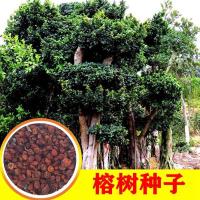 ราคา พร้อมสต็อก การจัดส่งที่รวดเร็วอินเมล็ดต้นไทร ใบใหญ่ต้นไทรใบเล็กใบแดงไทรไทรอัลไพน์ไทรโสมไทรต้นไทรต้นเบี้ยวขนาดใหญ่10251224 (50753533331)