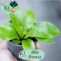 ราคา ต้นเฟิร์นข้าหลวง ต้นไม้มงคล ต้นไม้จิ๋ว (17501290885)