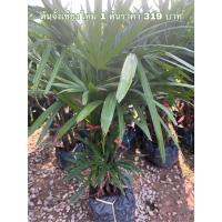 ราคา ( พร้อมส่ง ! ) ต้นจั๋งเชียงใหม่ 1 ต้น ราคา 319 บาท ปลูกไว้ฟอกอากาศและประดับตกแต่งบ้าน (24821214927)