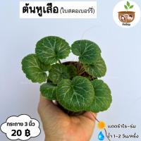 ราคา ต้นหูเสือ จัดส่ง 2 ต้นขึ้นไป คละแบบได้ (25889343458)