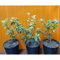 ราคา บอนไซ ข้าวตอกพระร่วงด่าง กระถาง 3 นิ้ว (เซ็ท 3 ต้น ) (18056241738)
