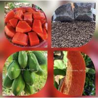 ราคา เมล็ดมะละกอ พันธุ์เรดเลดี้ ต้นเตี้ย หวาน เนื้อแข็งไม่เละ 20เมล็ด/ชุด (28718468120)