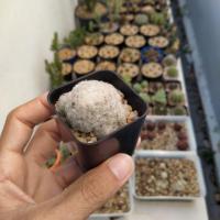 ราคา Cactus แมมขนนกขาว/แมมหนามตะขอแดง/อิชินอป ต้นละ30-40 (3934841088)