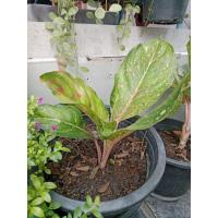 ราคา ต้นรวยล้นฟ้า ไม้ดอกไม้ประดับ (42657270515)