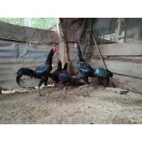 ราคา ไข่ไก่บ้าน(ไข่เชื้อไก่ชน)ชุด10ฟอง (15463151825)