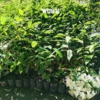 ราคา ต้นพยอม ไม้มงคล ดอกมีกลิ่นหอม มีสรรพคุณทางสมุนไพร ต้นเพาะเมล็ดสูง 40 เซน (21304632932)