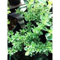 ราคา ต้นข้าวตอกพระร่วง เสริมดวง เสริมโชคลาภ ใส่กระถาง8 นิ้ว สูง 30-40cm.(1ต้น/แพ็ค) (7142658904)