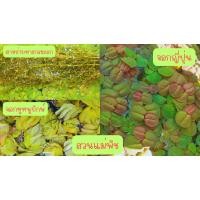 ราคา รวมพืชน้ำ สาหร่ายหางกระรอก จอกหูหนูยักษ์ จอกญี่ปุ๋น( สาหร่า่ยหางกระรอก 100 กรัม จอกหูหนูยักษ์ 9 ดอก จอกญี่ปุ่น 10 ดอก) (43119360581)