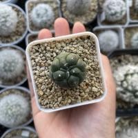 ราคา แอสโตรไฟตัมกิ๊กโกะ Astrophytum Kikko (22215047714)