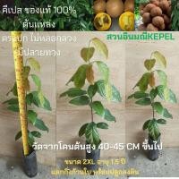ราคา คีเปล ไซร์ 2XL สูง40-45ซม.อายุ1.5ปี เริ่มแตกยอด ต้นกล้าคีเปล พร้อมปลูก ผลไม้กินแล้วตัวหอม ปลูกประมาณ 5ปีไห้ผล (21232673419)