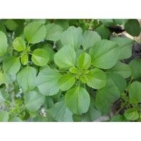 ราคา ต้นตำแยแมว ต้นกัญชาแมว 10ต้น ออแกนิค100%ปลอดสารพิษ ส่งของทุกวัน (25081693526)