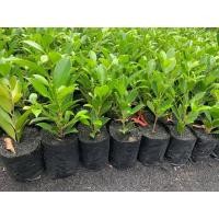 ราคา ต้นไทรเกาหลี ไทรเกาหลี (ชุดละ10 ต้น) ขนาด 10-25 ซม ต้นไทร ตรงปก (29926239085)