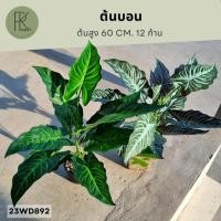 ราคา ต้นบอน12ก้าน ต้นบอนปลอม ต้นไม้ประดิษฐ์ ต้นไม้ปลอม (26765796032)