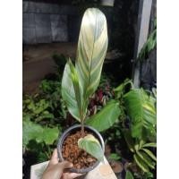 ราคา ธรรมรักษาด่างหรือเฮลิโคเนีย (5097454867)