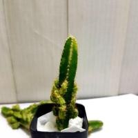 ราคา แคคตัส กระบองเพชร คอนโดนางฟ้าด่าง (2800752687)