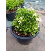 ราคา ดอกแก้วแคระ1ต้นถุงดำต้นเล็กแคระเตี้ยแคระดอกหอม (25188469228)