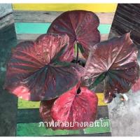 ราคา บอนสี จอมทัพ บอนสีไทย (15401666626)