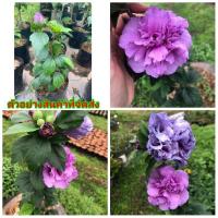 ราคา (ขาย ต้นพันธุ์) ต้น ดอก ชบาคาเนชั่น (5059125082)