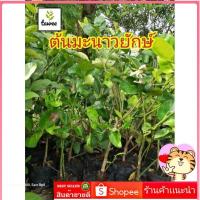 ราคา ต้นมะนาวยักษ์​ มะนาว​ยักษ์​ ต้นมะนาว​ ผลใหญ่คล้ายส้มโอ (23918261872)