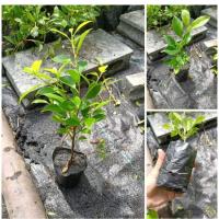 ราคา ต้นกล้าไทรเกาหลี ราคาต้นละ 8 บาท ขั้นต่ำ 5 ต้น (13502783493)