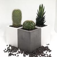 ราคา กระถางปูน กระถางกระบองเพชร กระถางต้นไม้ งานละเอียด สวยน่ารักทุกใบ (9622650682)