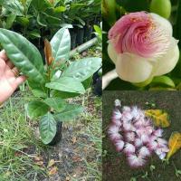 ราคา จิกทะเล ต้นทรงพุ่มใบเป็นมันสวยงาม ดอกมีกลิ่นหอม ใช้ปลูกเพื่อปรับภูมิทัศน์ ปลูกให้ร่มเงาได้ ต้นเพาะเมล็ด ชุดละ 2 ต้น (14888177969)