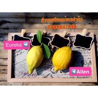 ราคา กิ่งตอนเลมอนยูเรก้าและอัลเลน (7764671785)