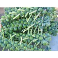 ราคา เมล็ด กะหล่ำดาว - Brussels Sprouts (136357261)