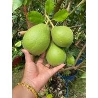 ราคา กิ่งเลี้ยงส้มโอทับทิมสยาม (43167750745)